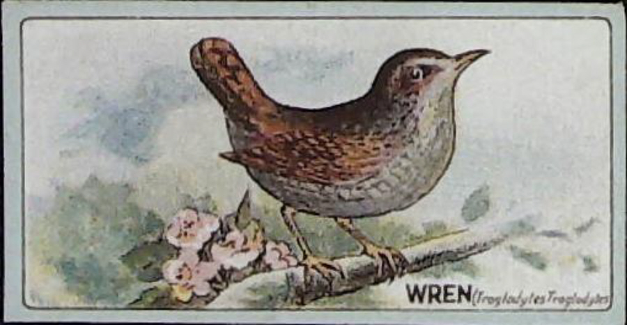 Lea, English Birds ( Matt ) No 11 Wren