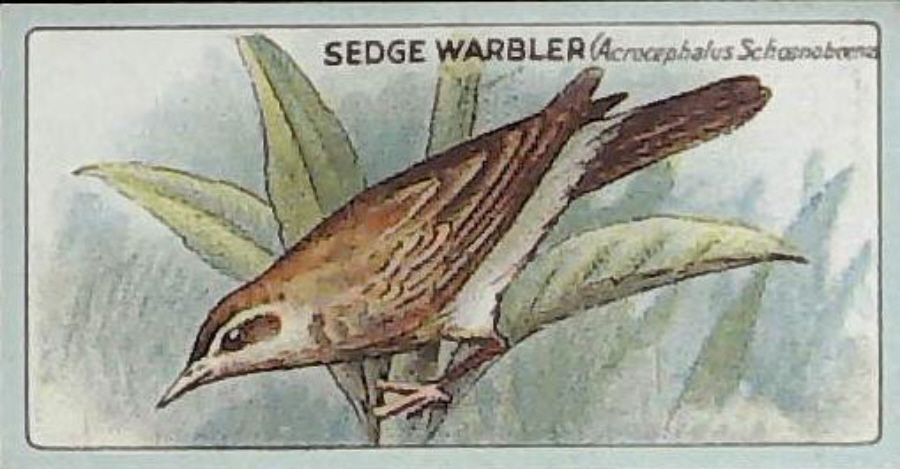 Lea, English Birds ( Matt ) No 17 Sedge Warbler