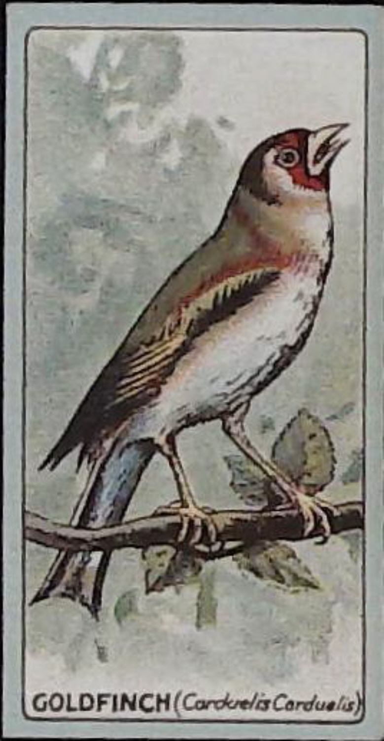 Lea, English Birds ( Matt ) No 19 Goldfinch